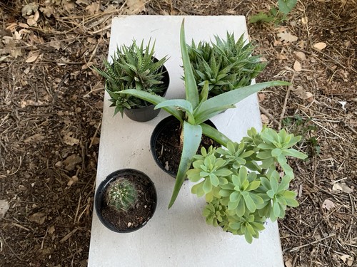 Set cactus succulente - e,